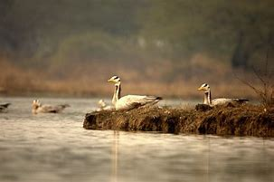 Bird Watching in Sultanpur National Park